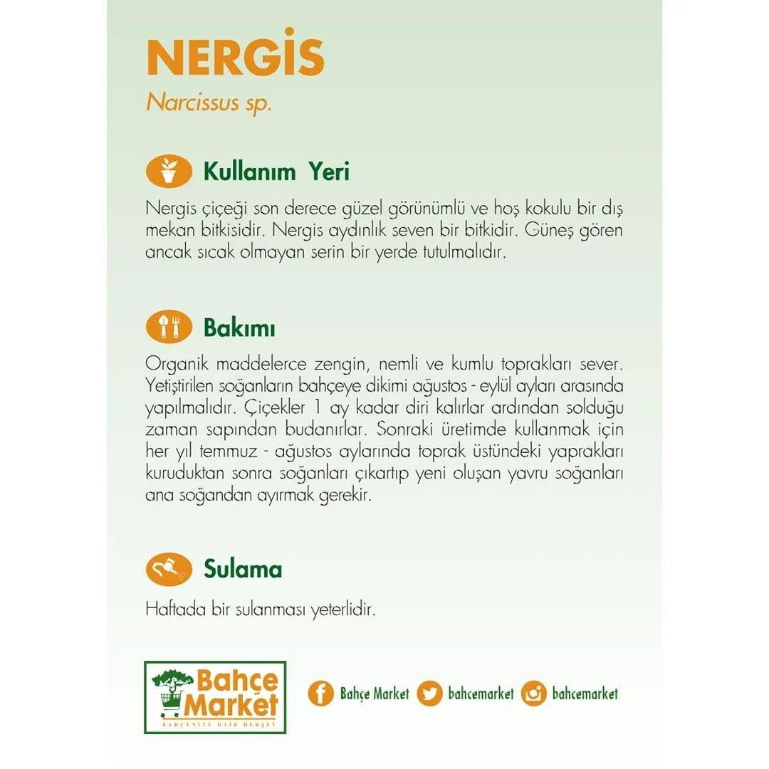 Nergis Çiçeği