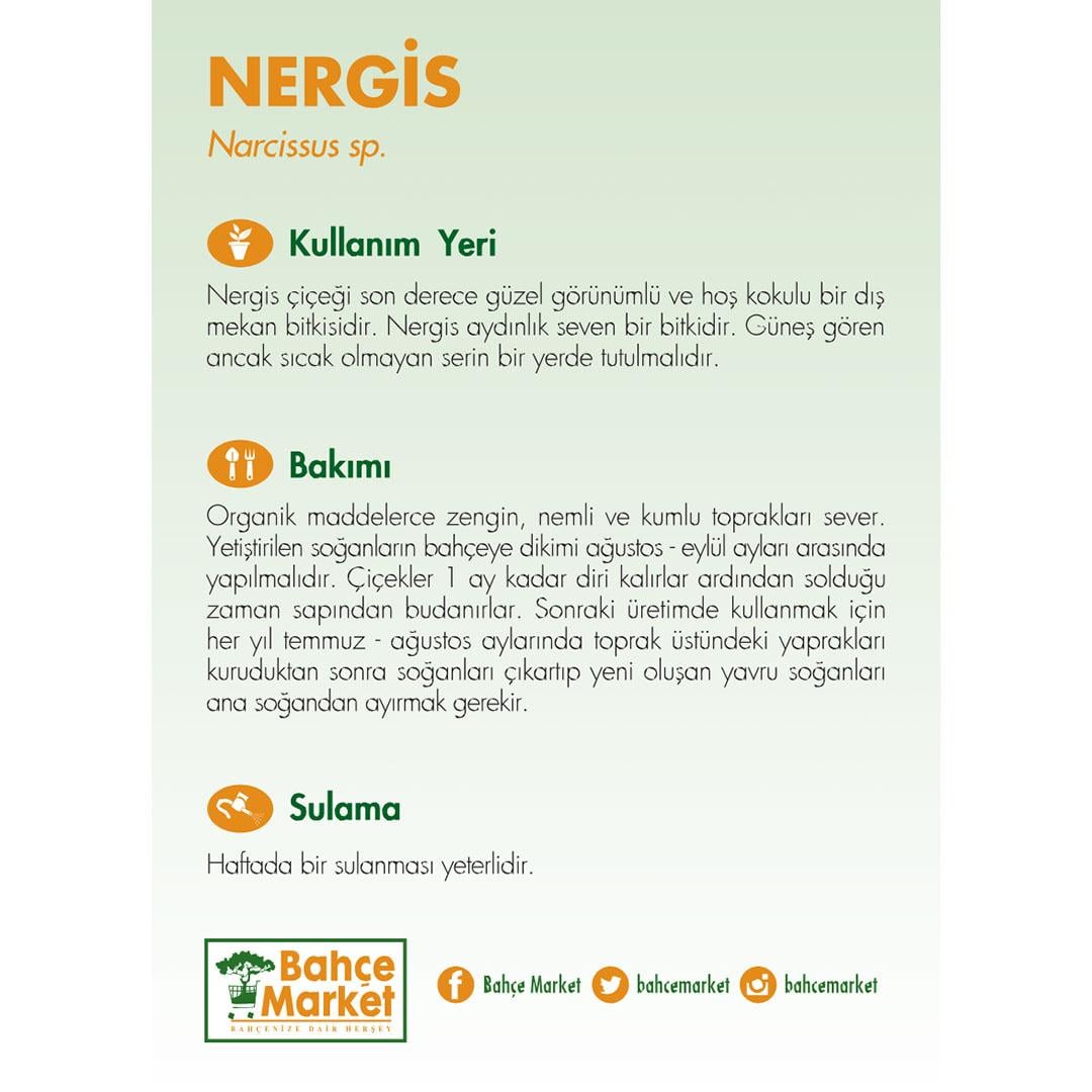 Nergis Çiçeği