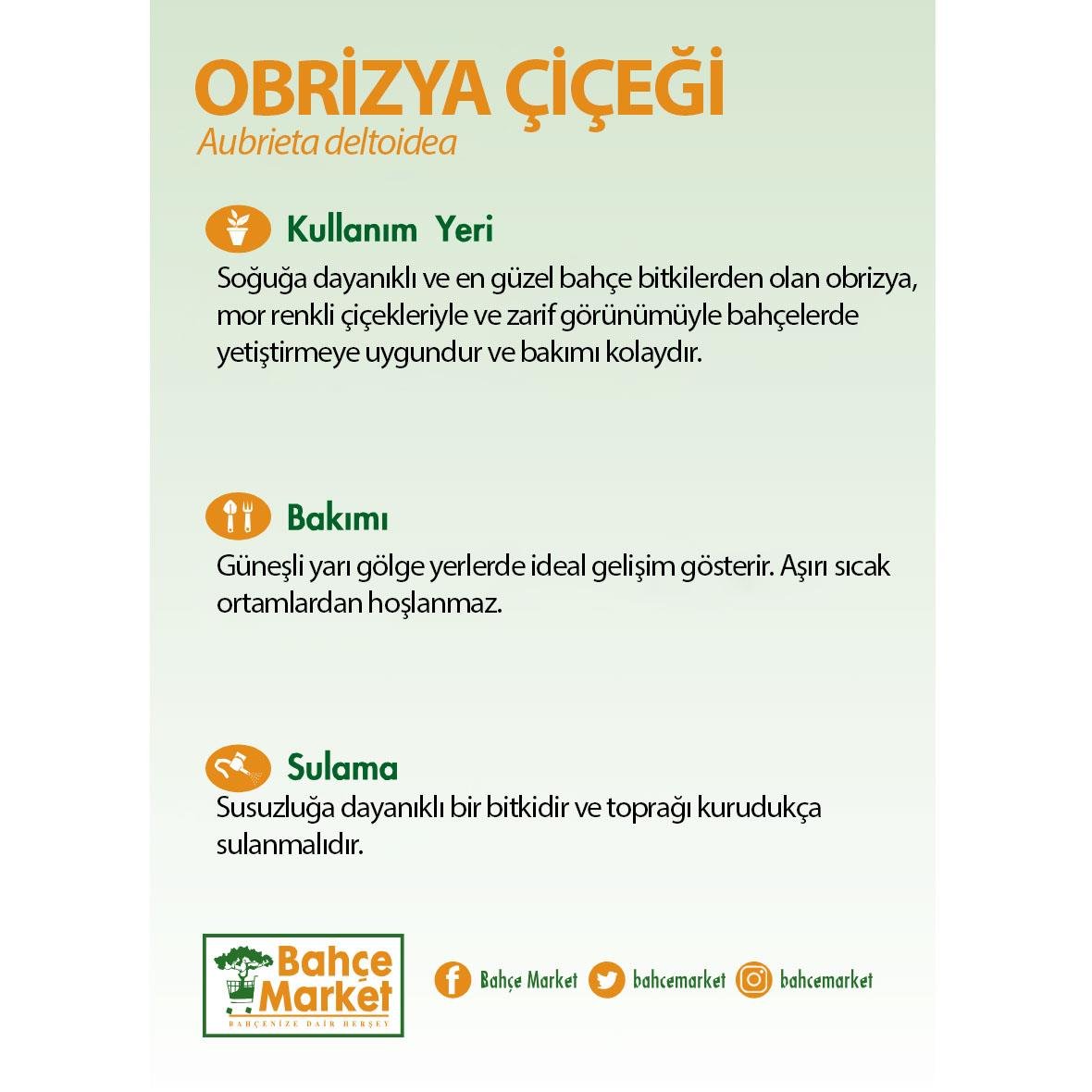 Obrizya Çiçeği