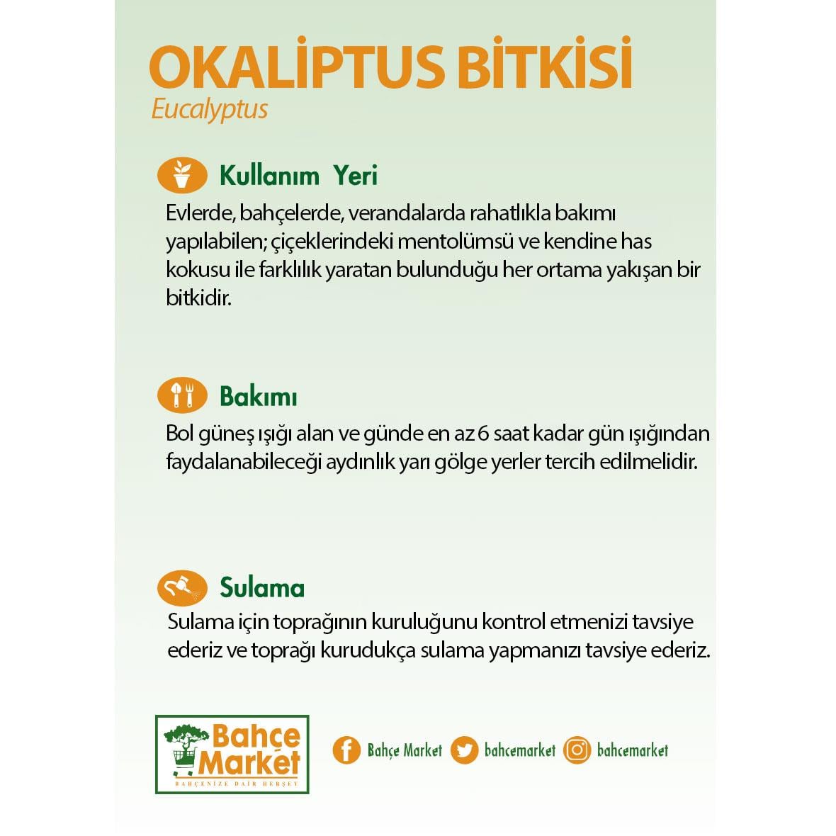 Okaliptus Bitkisi