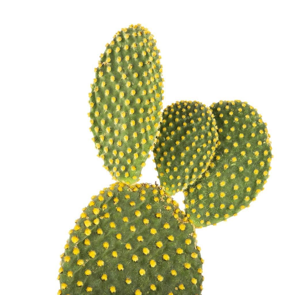 opuntia-kaktus-hint-inciri-10-20-cm--e16be.jpg