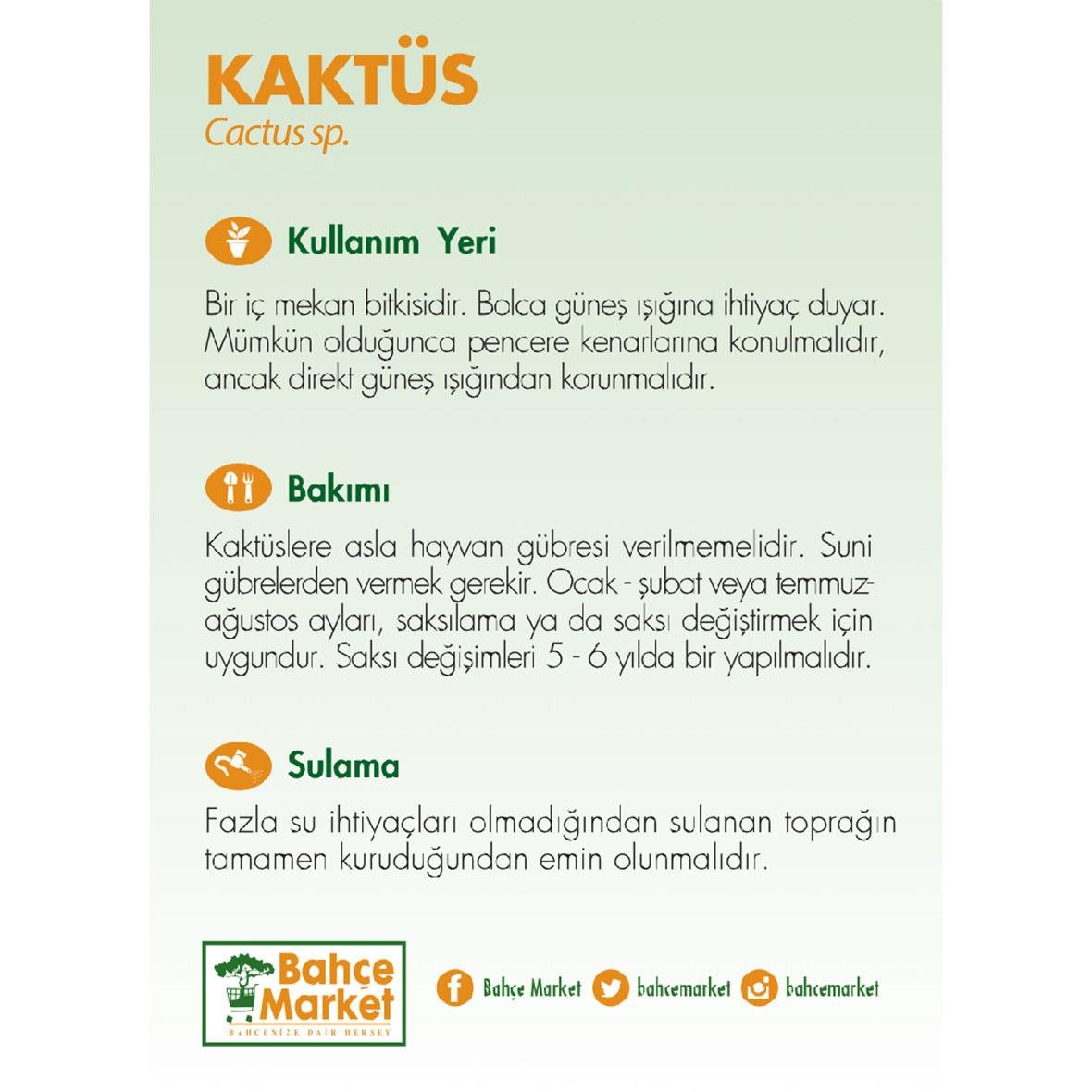 Opuntia Kaktüs (Hint İnciri) 10-20 Cm