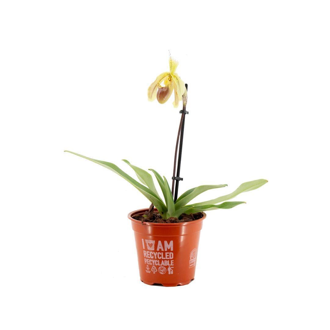 orkide-cicegi-paphiopedilum-20-30-cm-s-d92-48.jpg