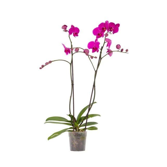 Orkide (Çift Dal) 60-70 Cm