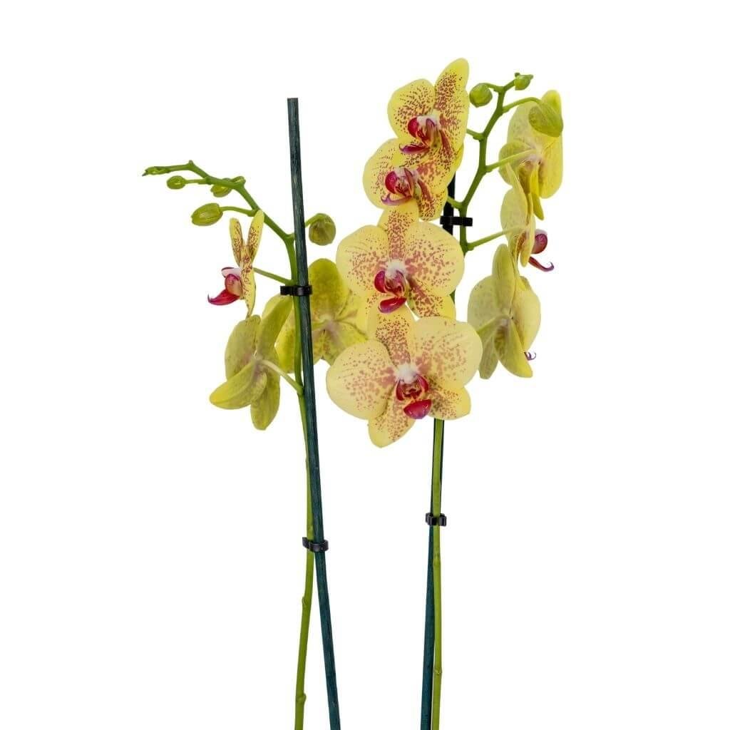 Orkide (Çift Dal) 60-70 Cm