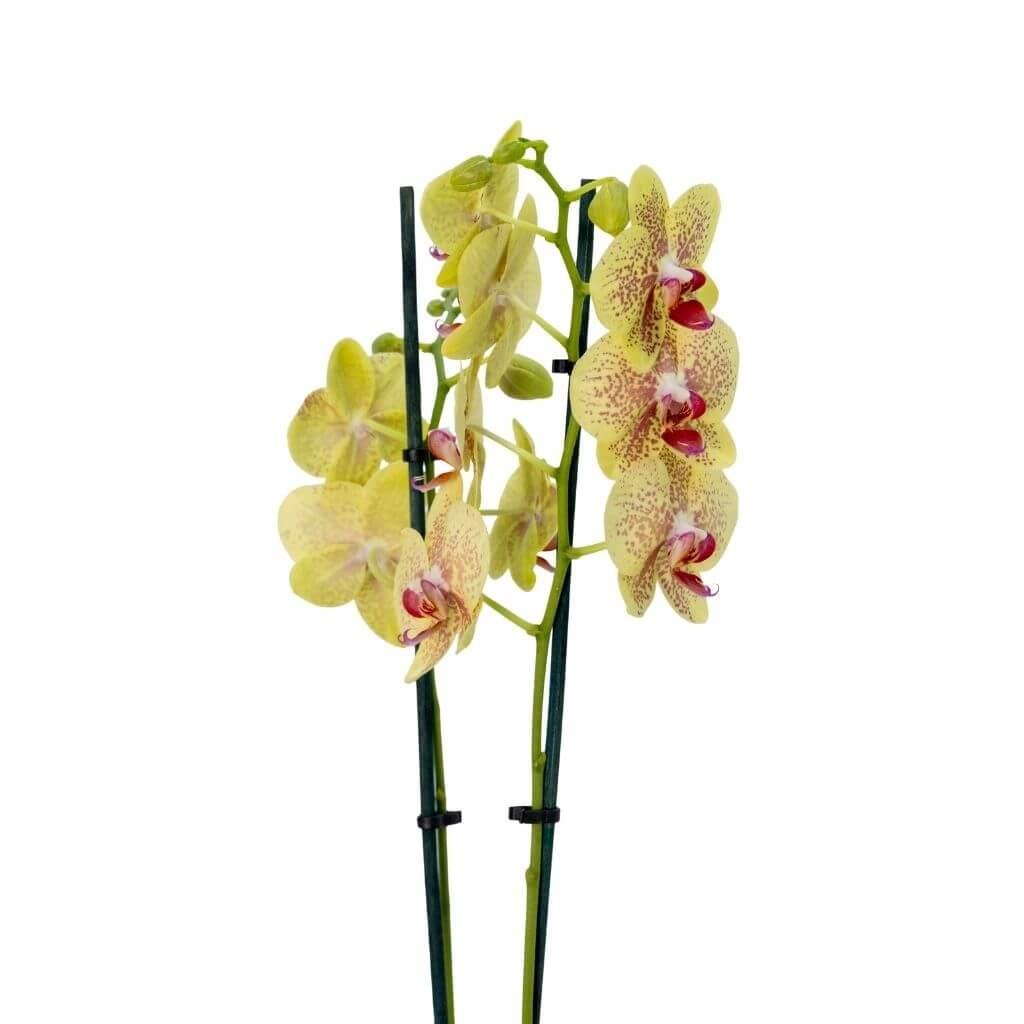 Orkide (Çift Dal) 60-70 Cm