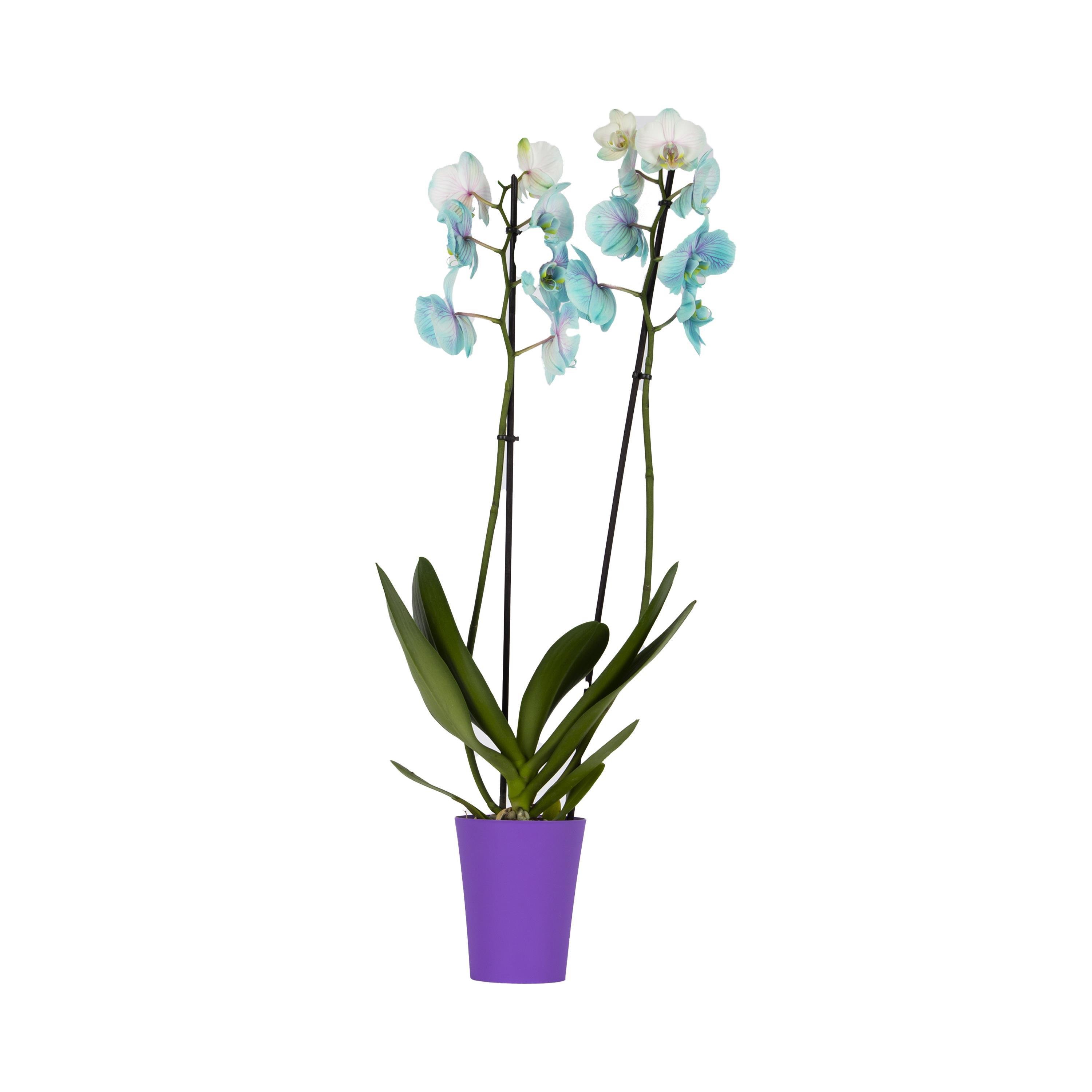 orkide-cift-dal-renkli-60-70-cm-e08-a4.jpg