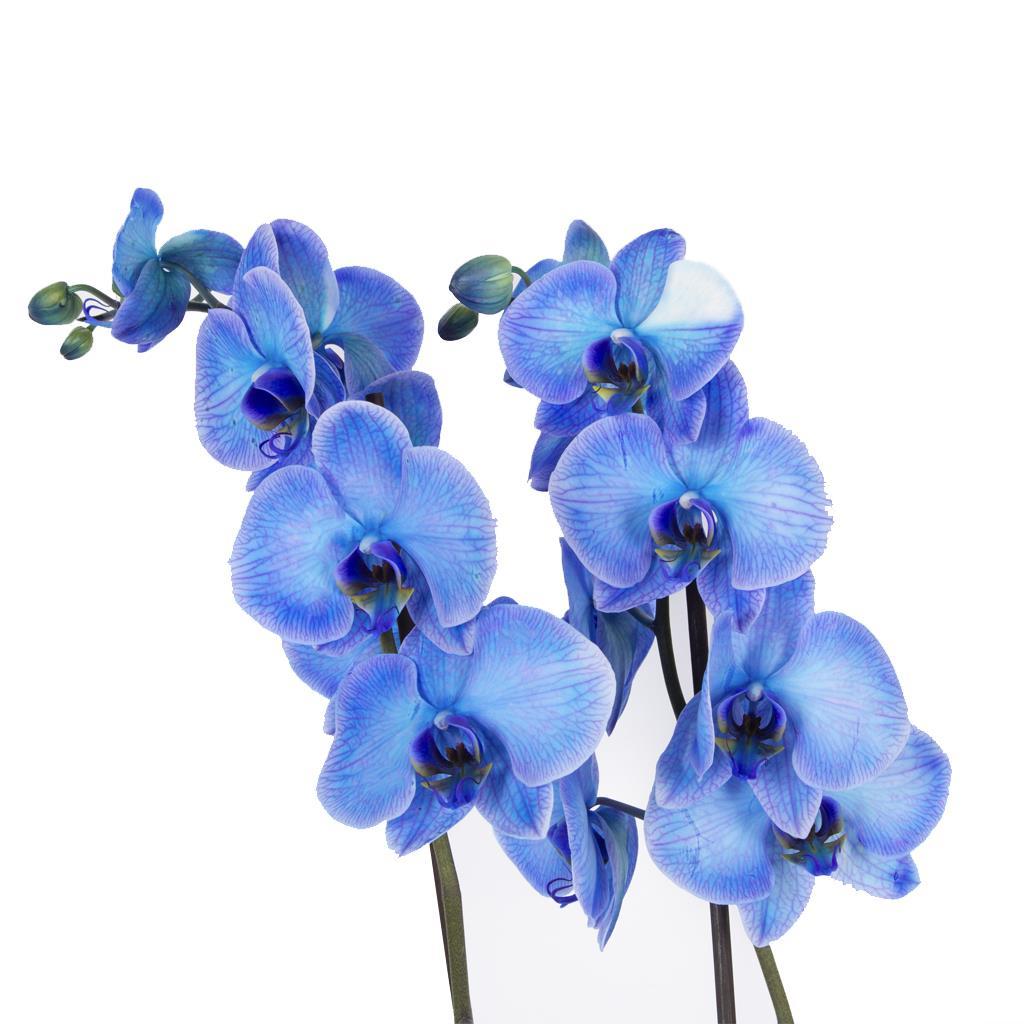 orkide-cift-dal-renkli-60-70-cm-e98-f1.jpg