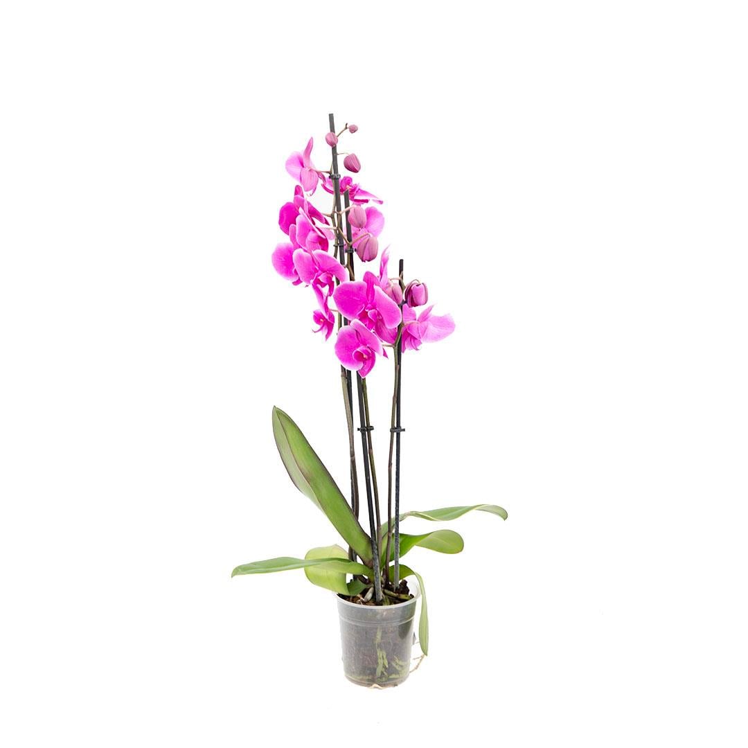 Orkide İthal 3 Dal 40-60 Cm