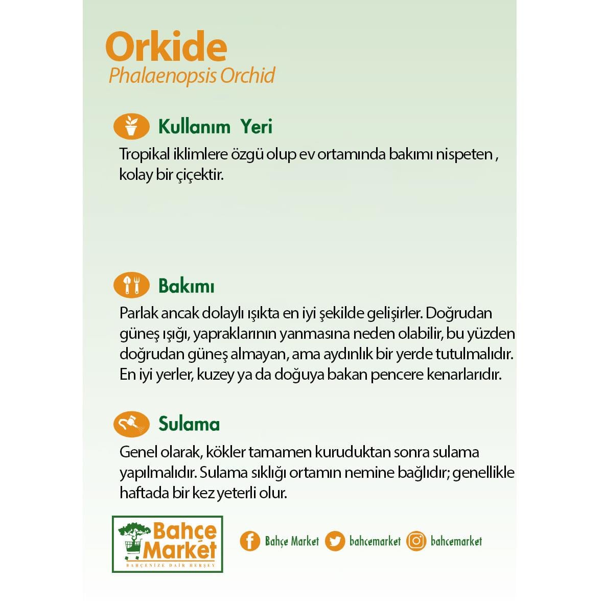 Orkide İthal 3 Dal 40-60 Cm