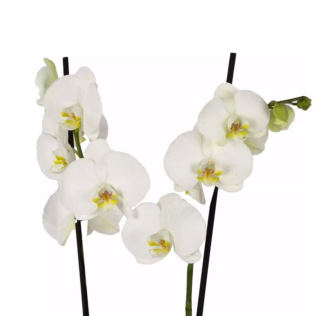 orkide-ithal-cift-dal-60-70-cm--b047-.jpg