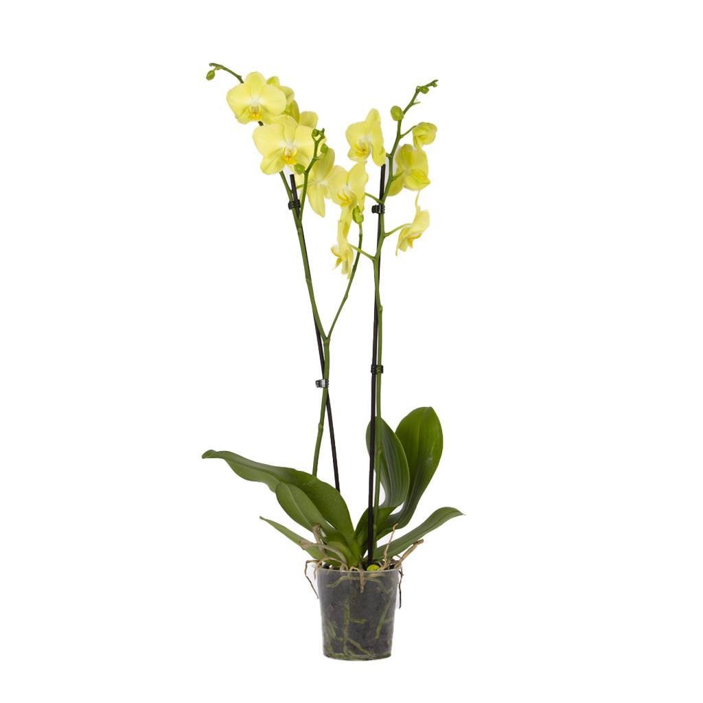 orkide-ithal-cift-dal-60-70-cm-1a94-e.jpg