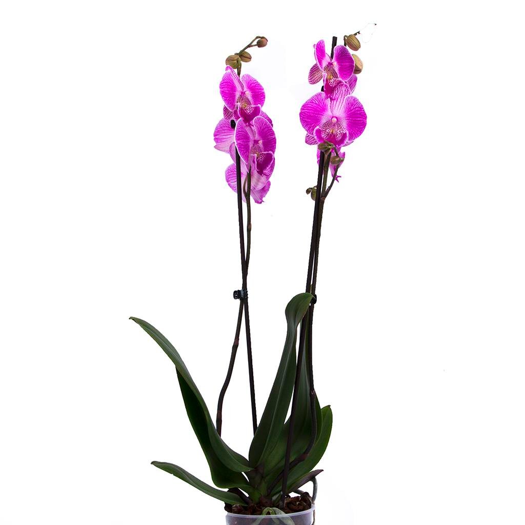 Orkide İthal (Çift Dal ) 60-70 Cm