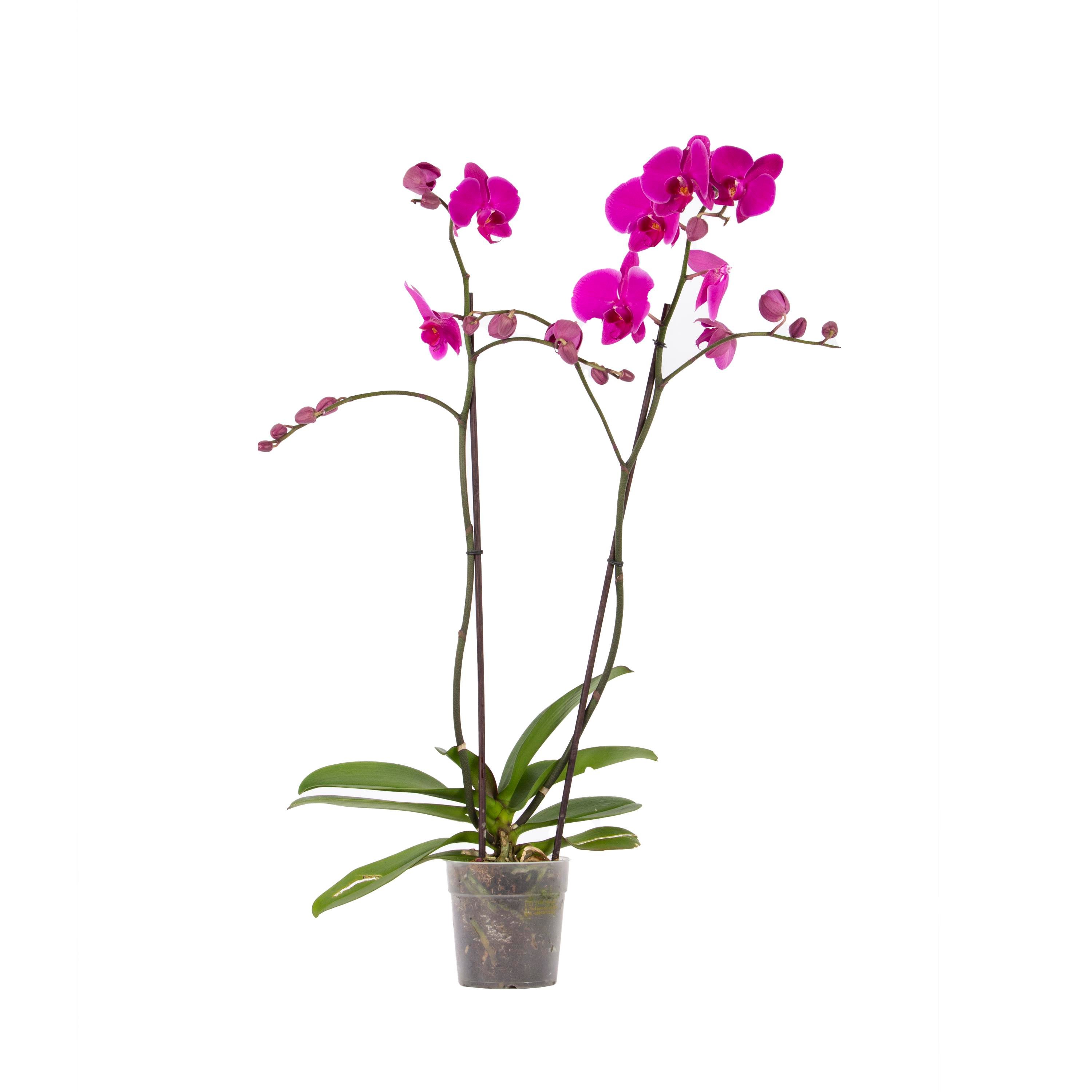 Orkide İthal (Çift Dal ) 60-70 Cm