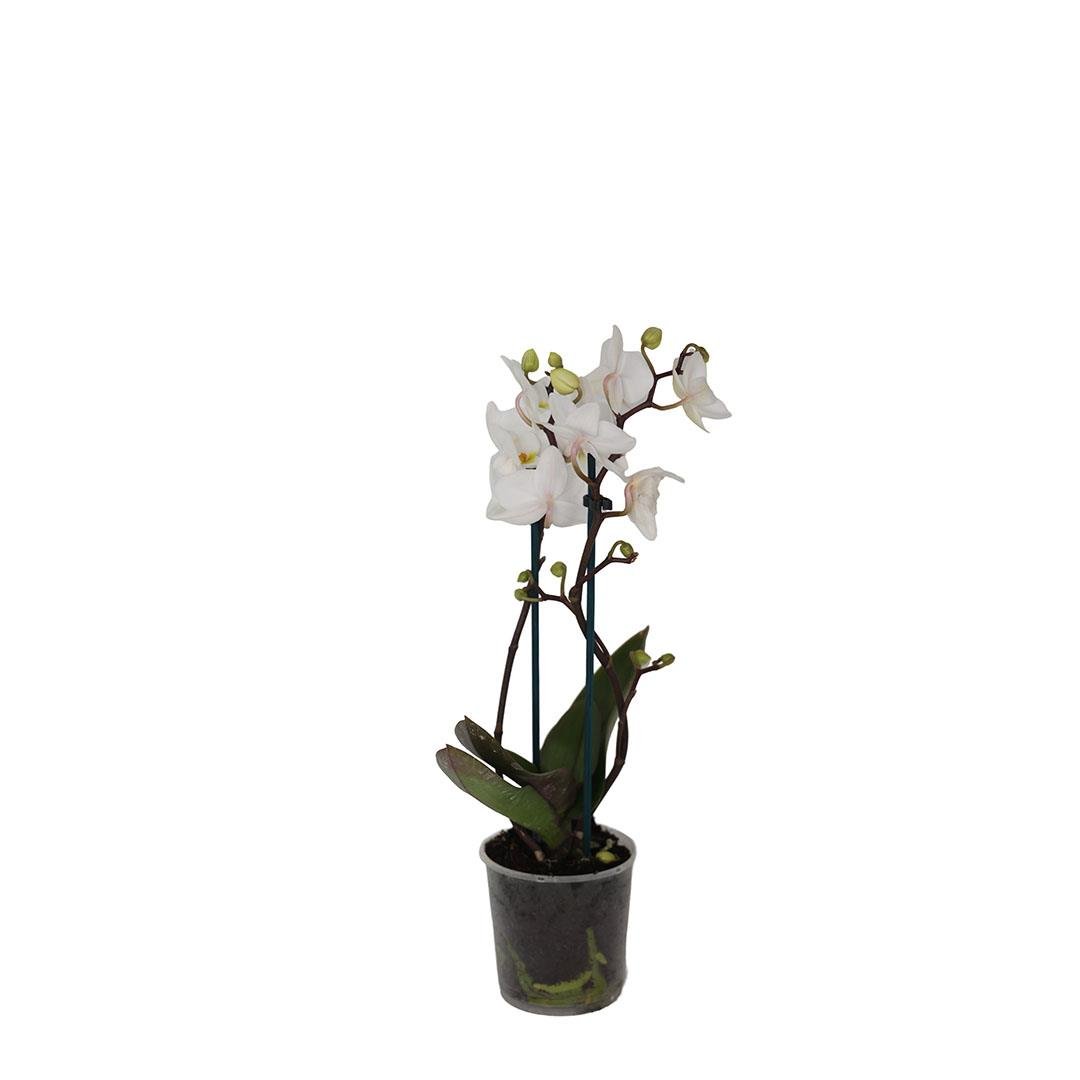 Orkide Midi (Çift Dal) 30-40 Cm