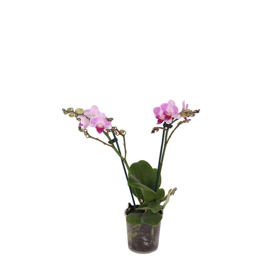 Orkide Midi (Çift Dal) 30-40 Cm