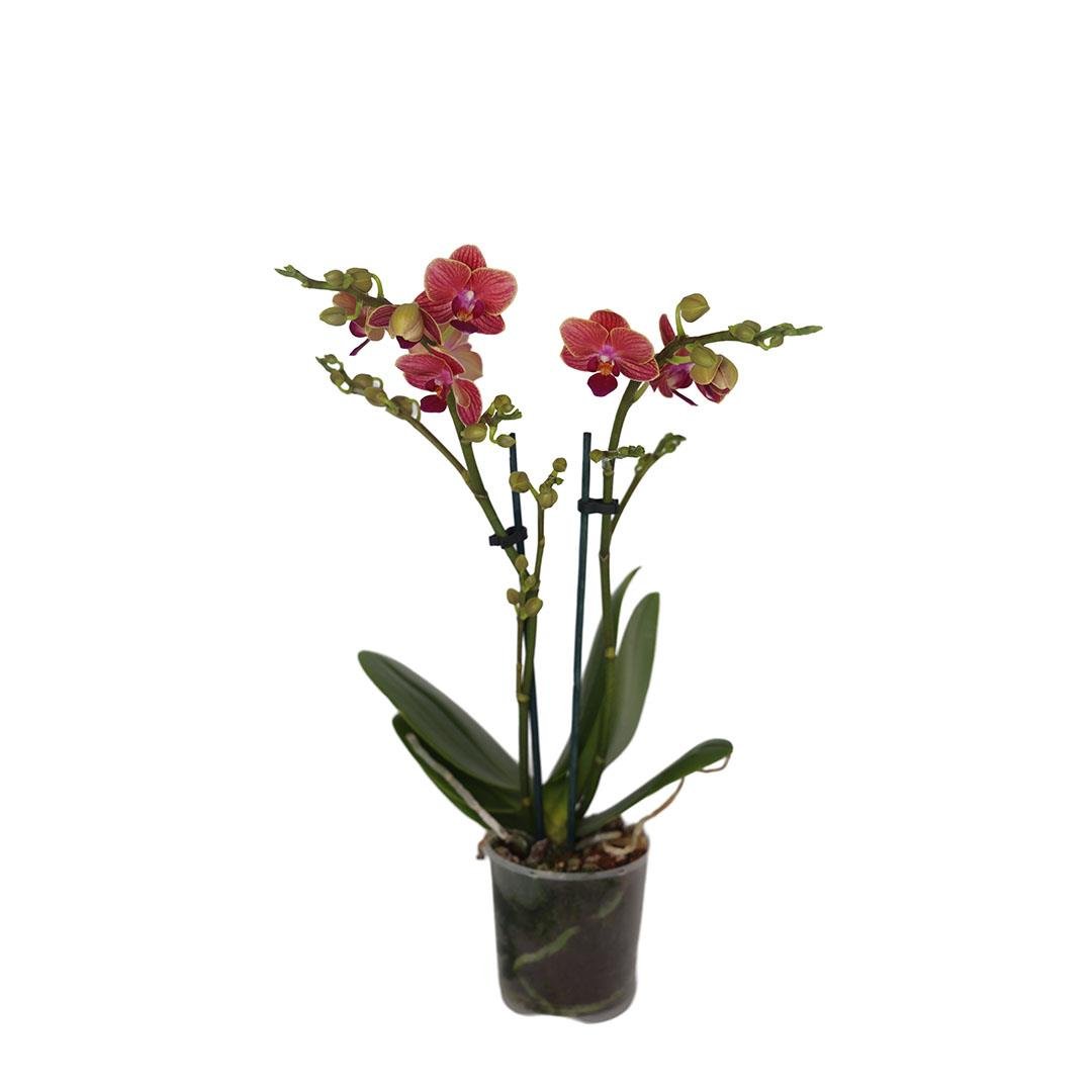 Orkide Midi (Çift Dal) 30-40 Cm