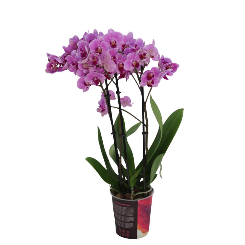 Orkide Midi (İthal) 30-50 Cm
