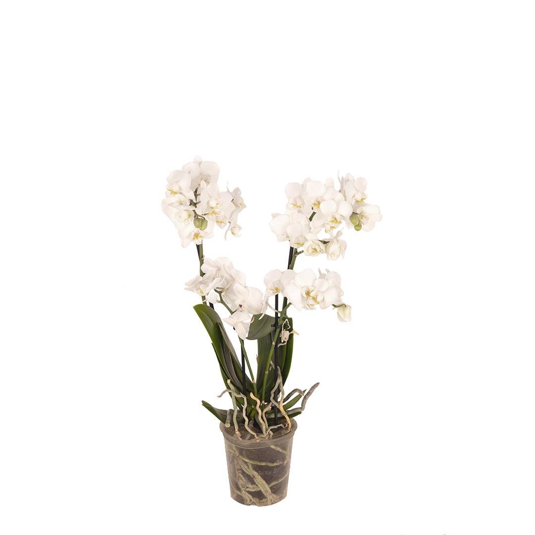 Orkide Midi (İthal) 30-50 Cm