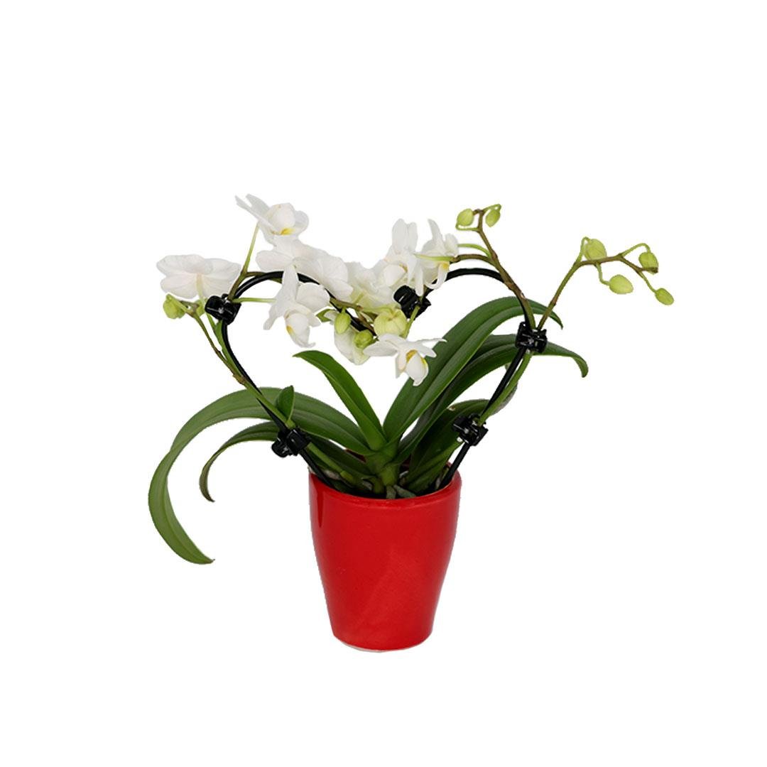 Orkide Mini 20-30 Cm