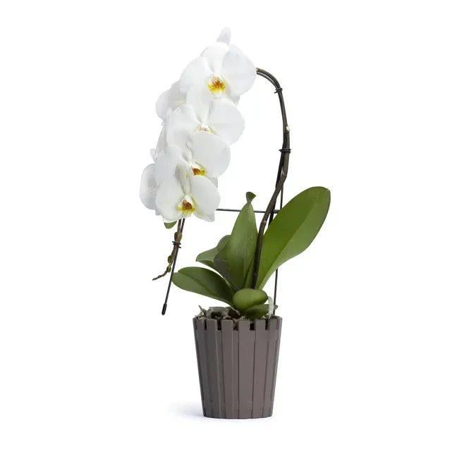 Orkide Saksısı