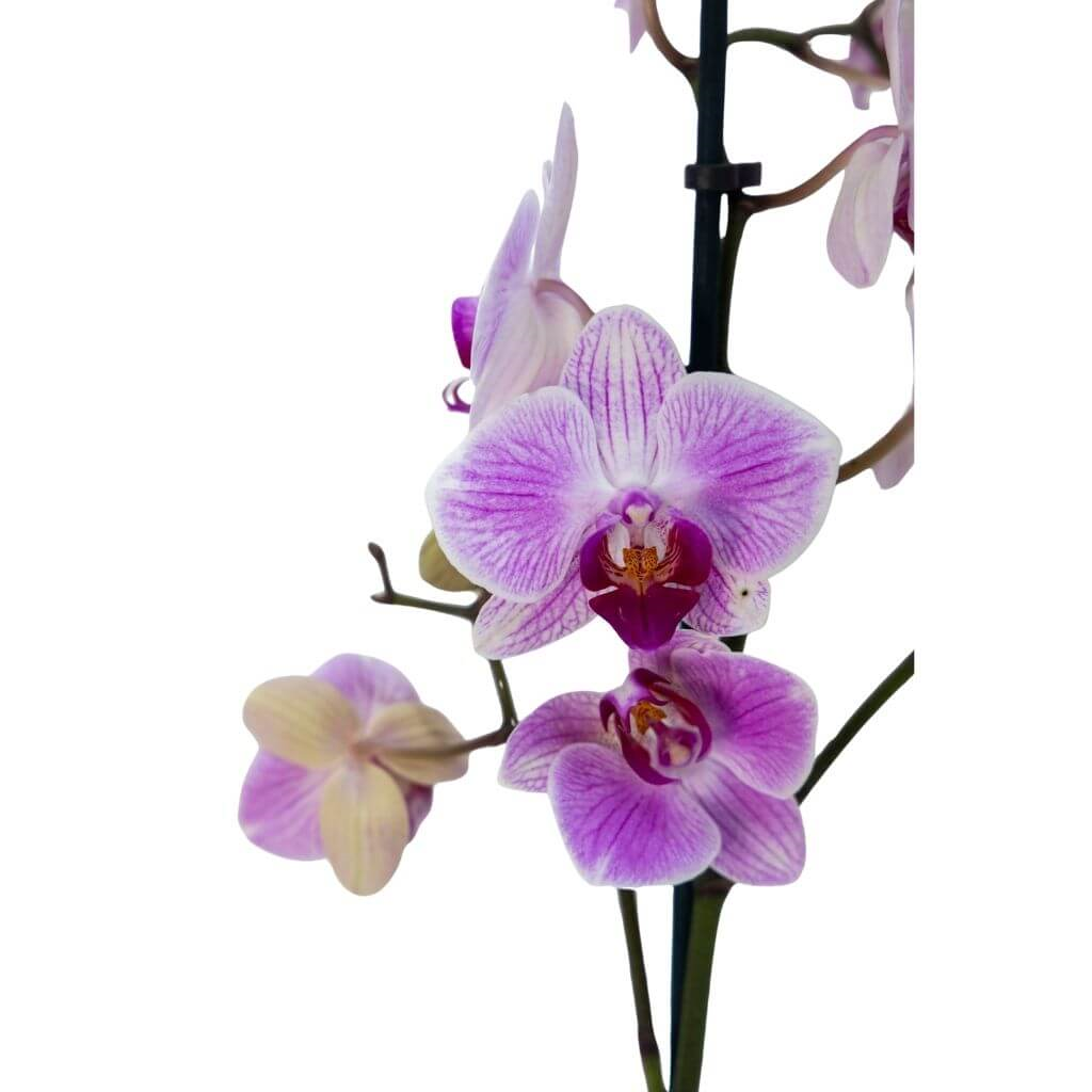 Orkide Yerli (Tek Dal)
