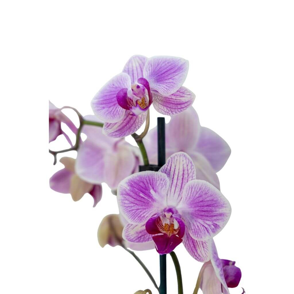 Orkide Yerli (Tek Dal)