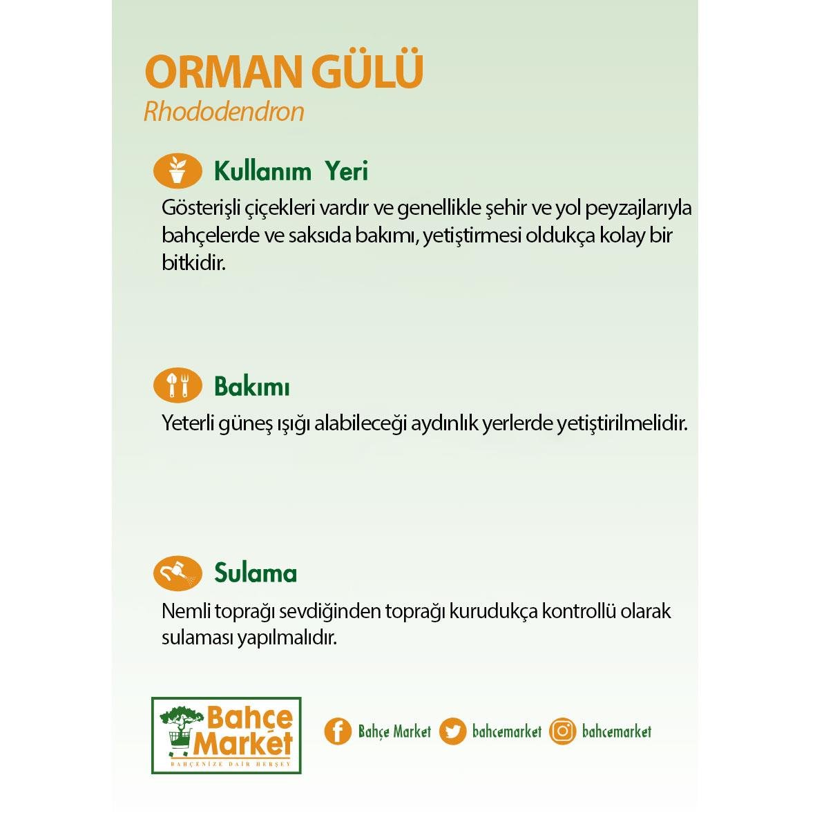 Orman Gülü 40-60 Cm