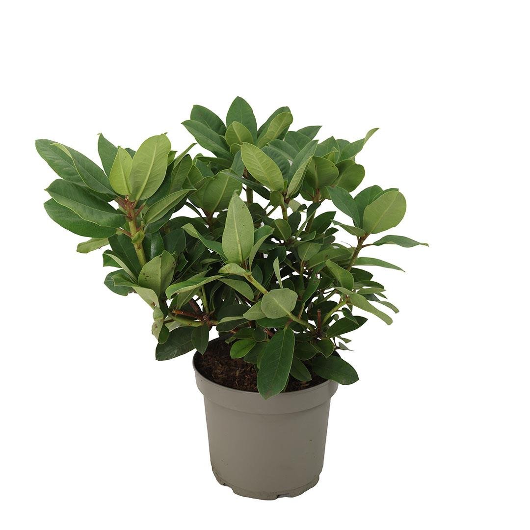 Orman Gülü 40-60 Cm