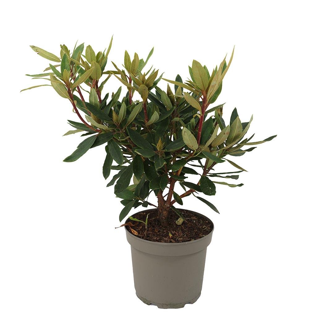 Orman Gülü 40-60 Cm