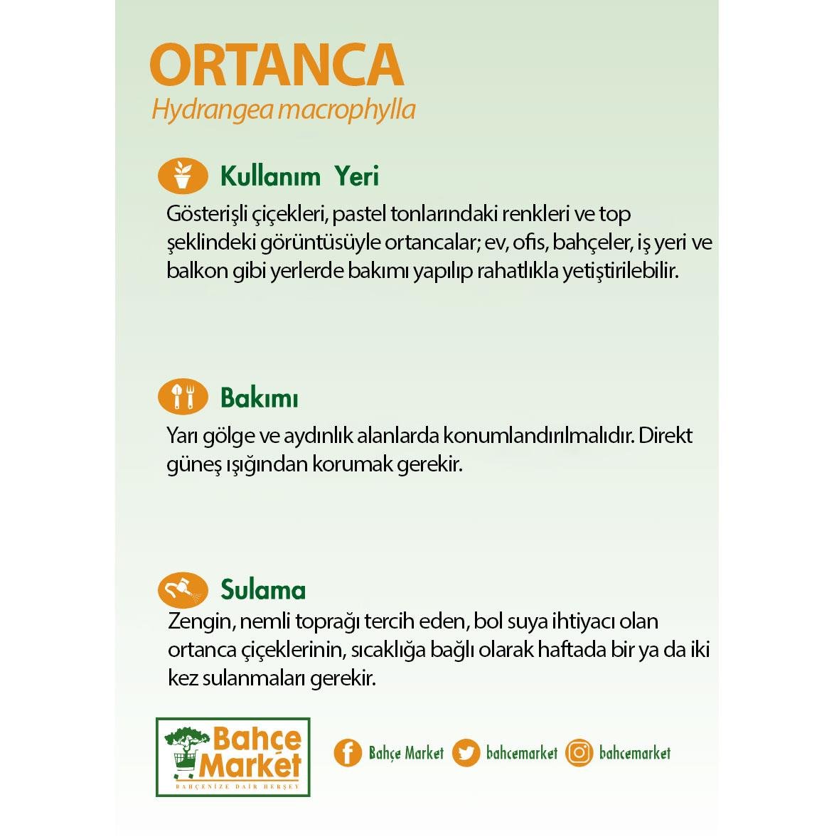Ortanca Çiçeği 20-30 Cm