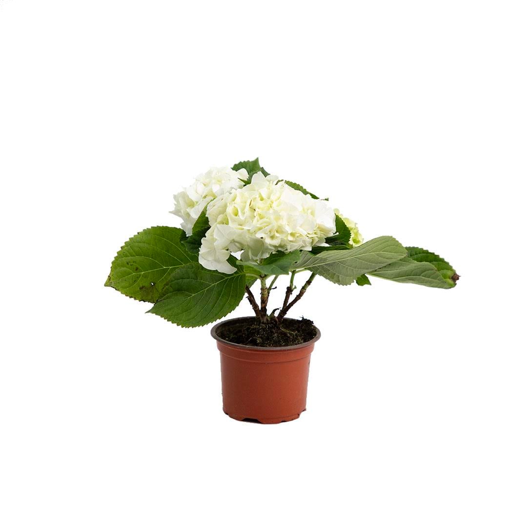 Ortanca Çiçeği 20-30 Cm