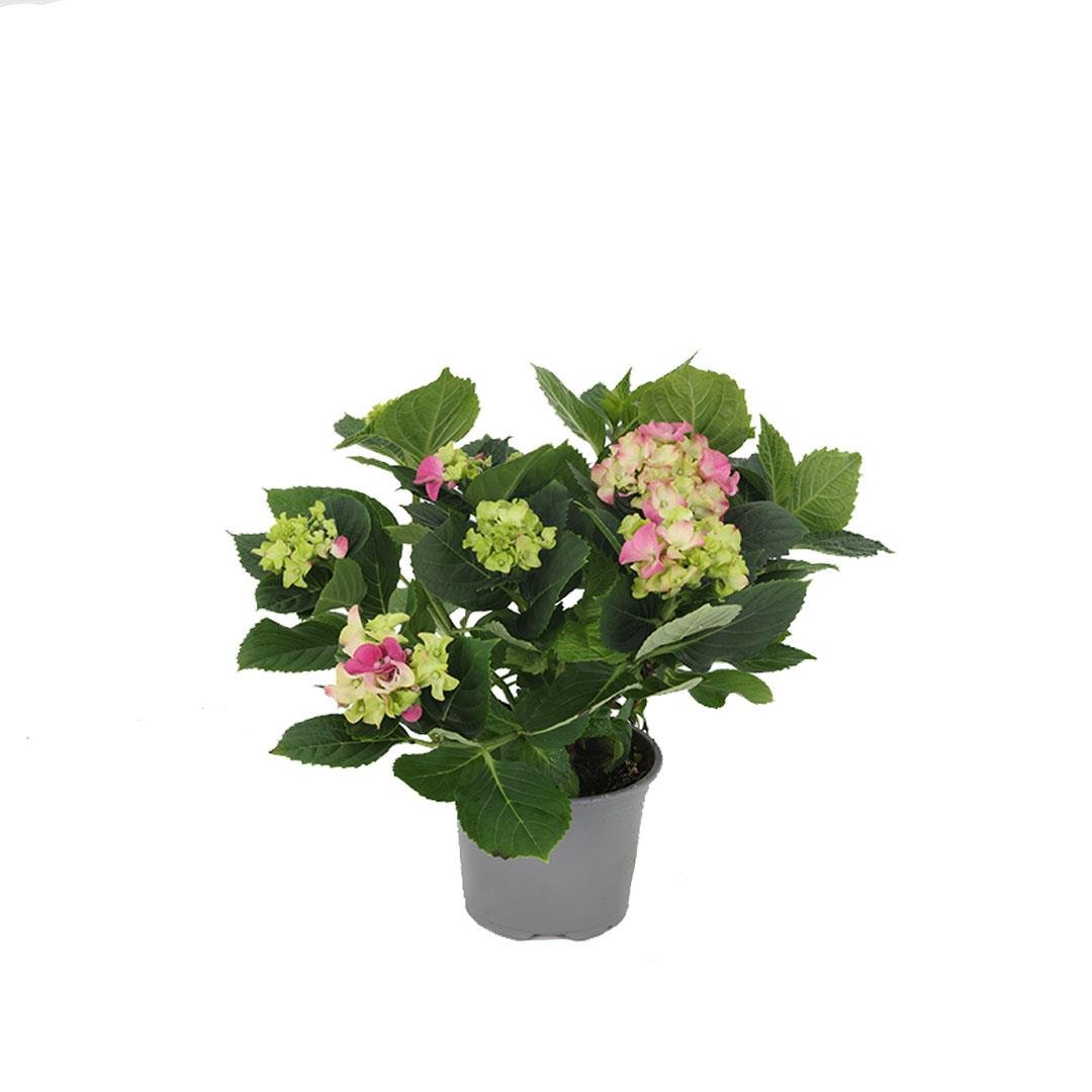 Ortanca Çiçeği 30-40 Cm