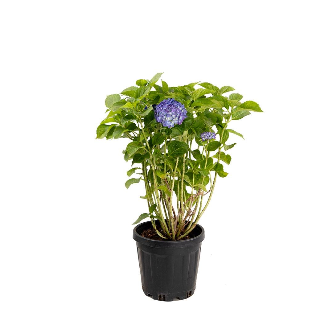 Ortanca Çiçeği 40-60 Cm