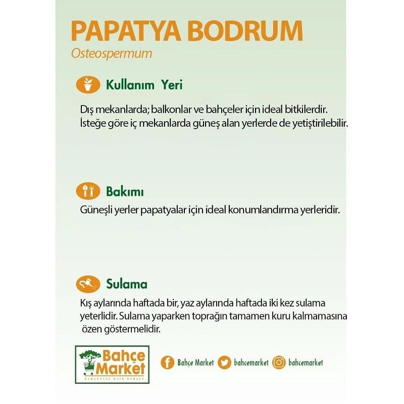 Papatya Bodrum Çiçeği Mor