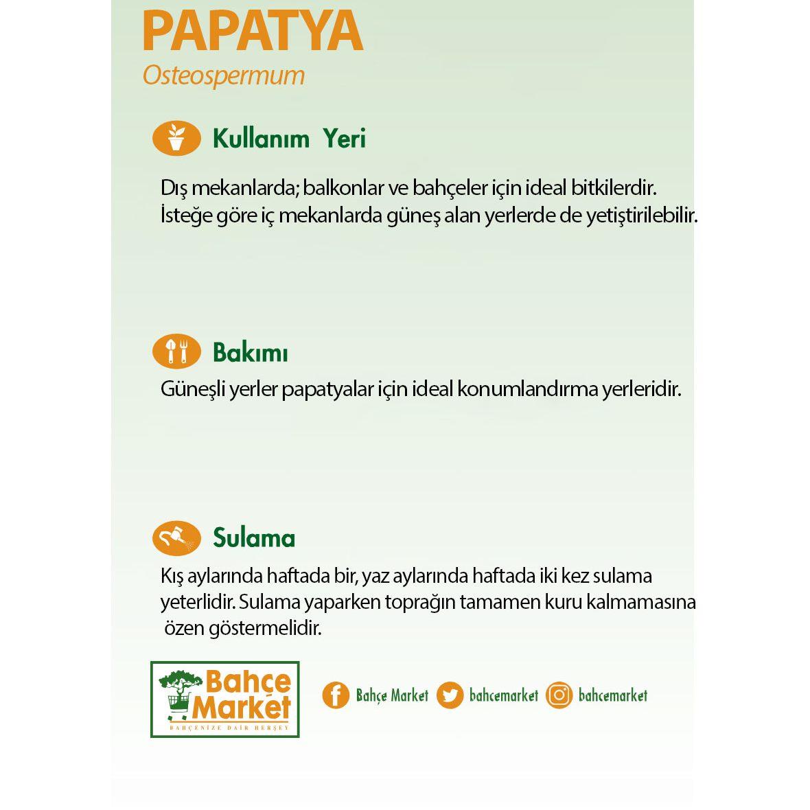 Papatya Çiçeği 6'lı