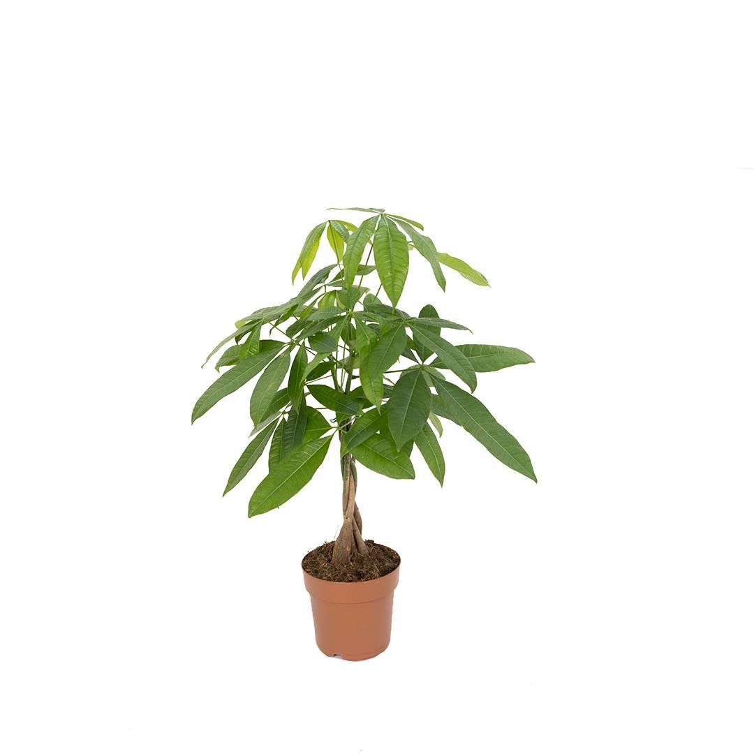 Para Ağacı Çiçeği 60-80 Cm