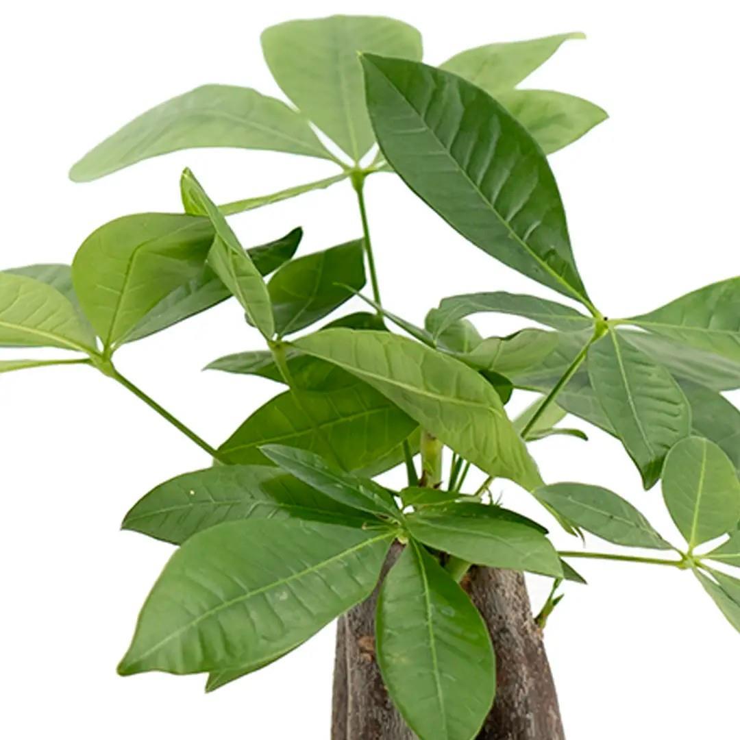 para-agaci-pachira-40-50-cm--c4f8-.jpg