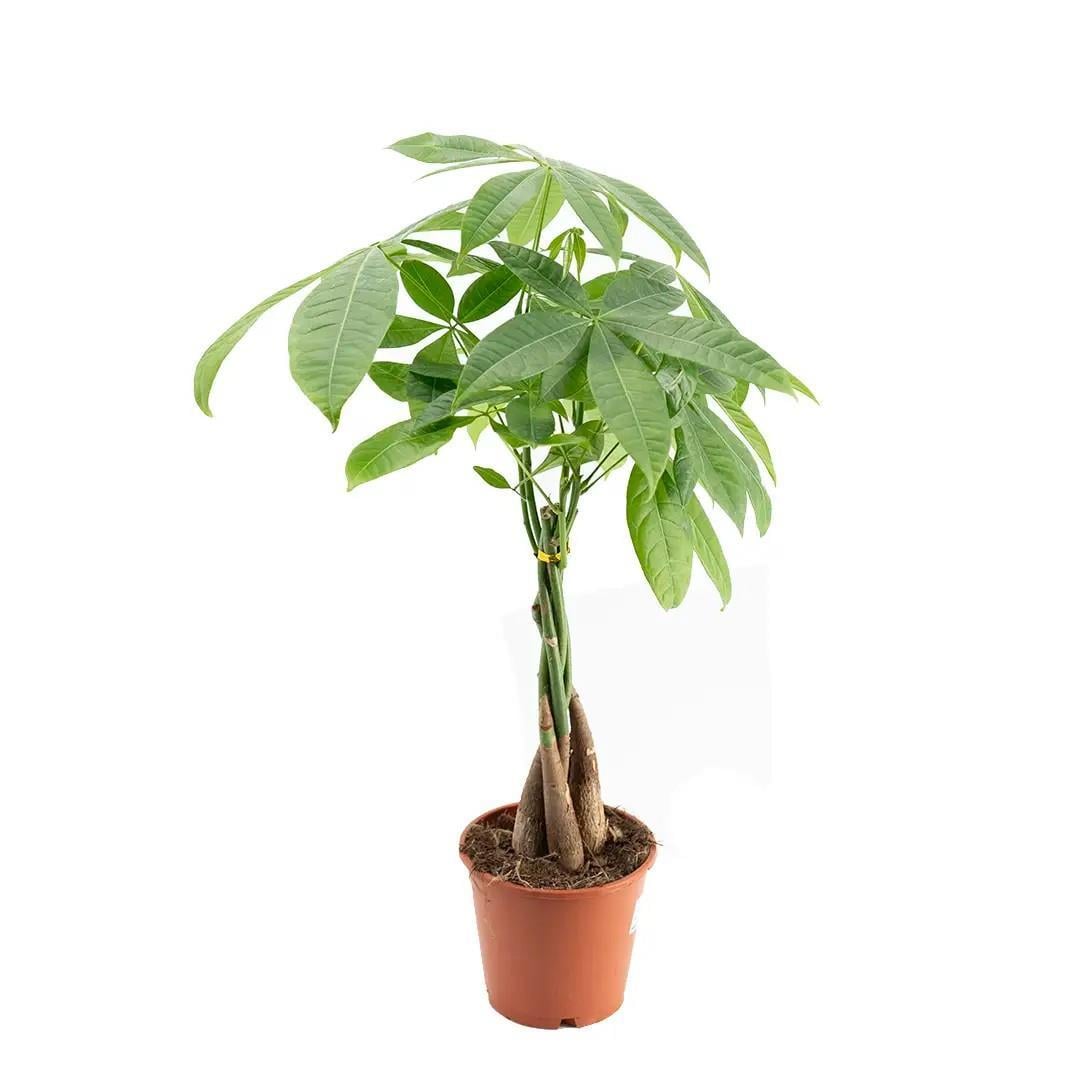 para-agaci-pachira-40-60-cm-bb6-1f.jpg