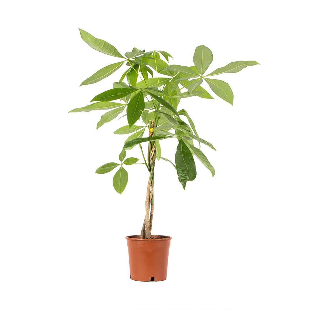 para-agaci-pachira-60-80-cm--9b05-.jpg