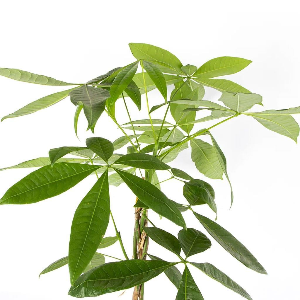 para-agaci-pachira-60-80-cm-48f857.jpg