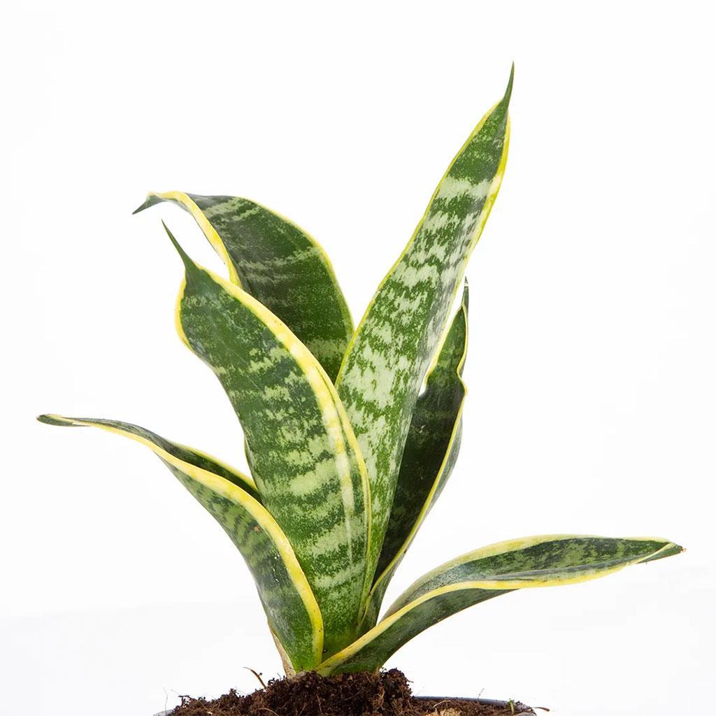 pasa-kilici-sansevieria-20-30-cm-146-f7.jpg