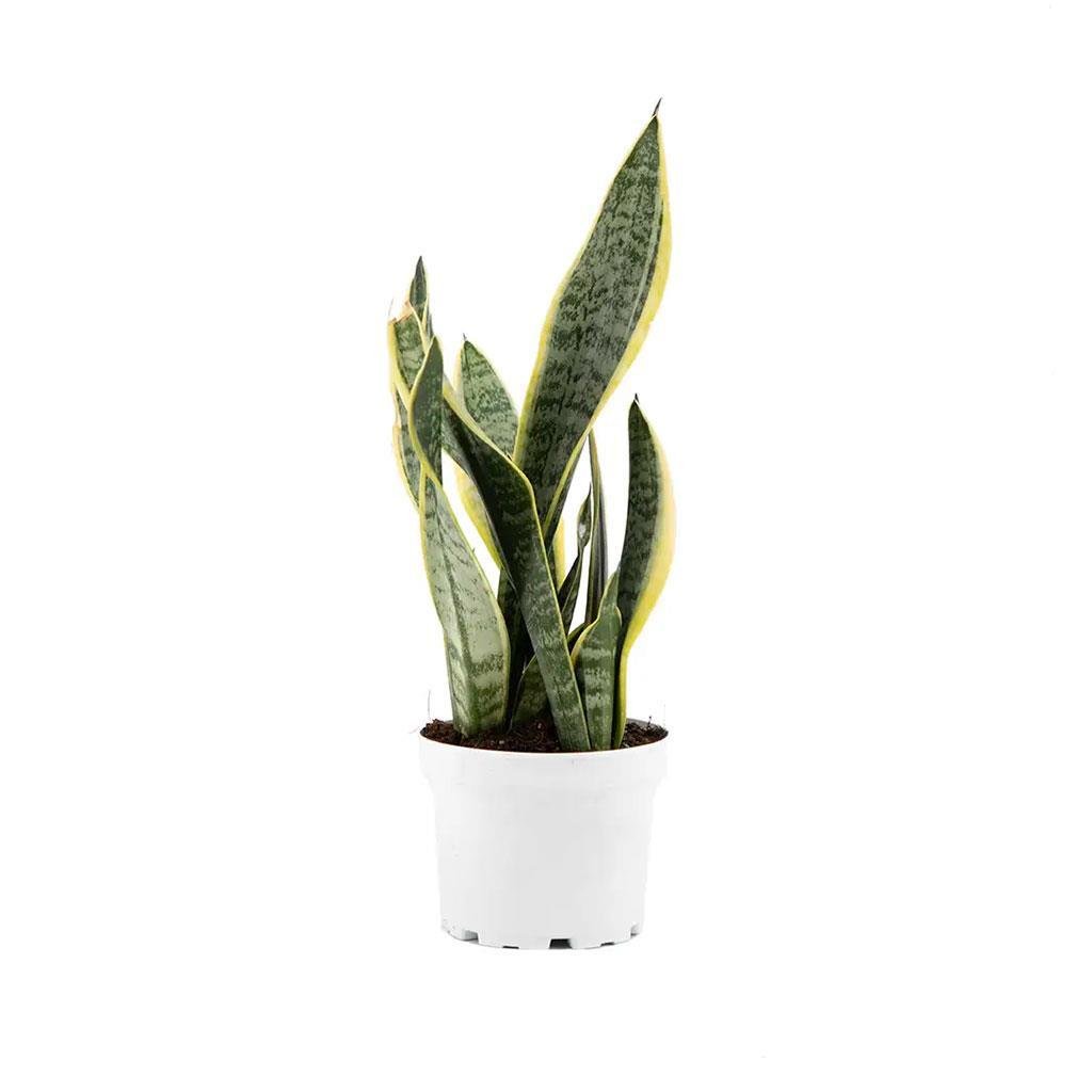 pasa-kilici-sansevieria-cap-16-cm-boy---8052-.jpg