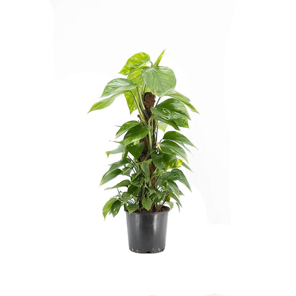 patos-salon-sarmasigi-boy-40-60-cm-b75326.jpg