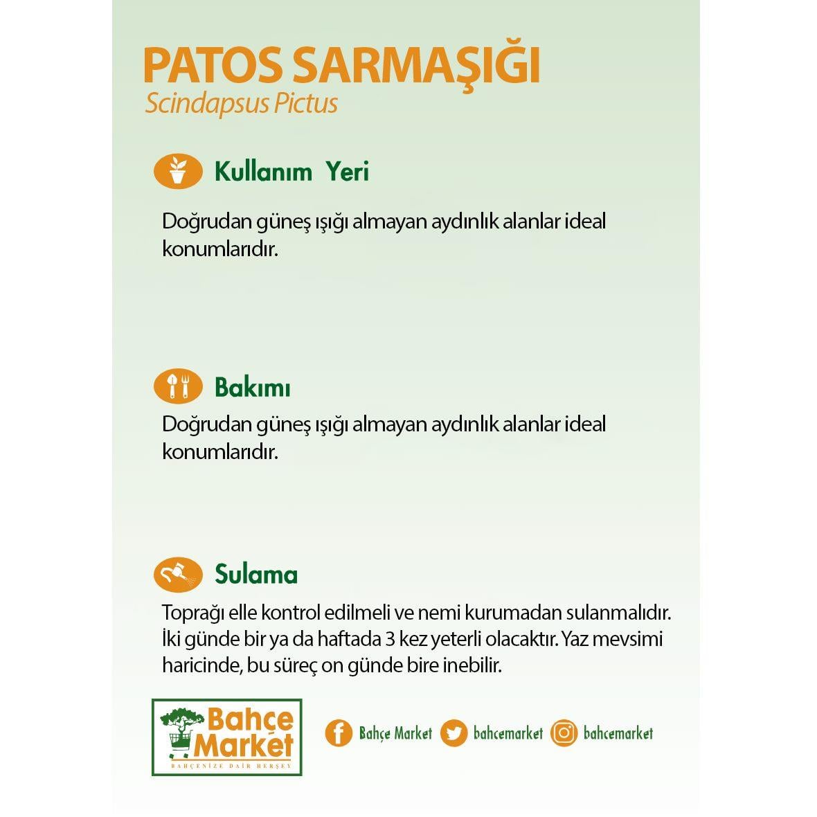 Patos Salon Sarmaşığı - Boy 40-60 Cm  Yeşil