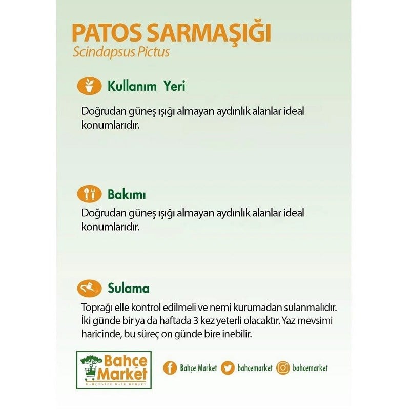 Patos Sarmaşığı 100-125 Cm Yeşil
