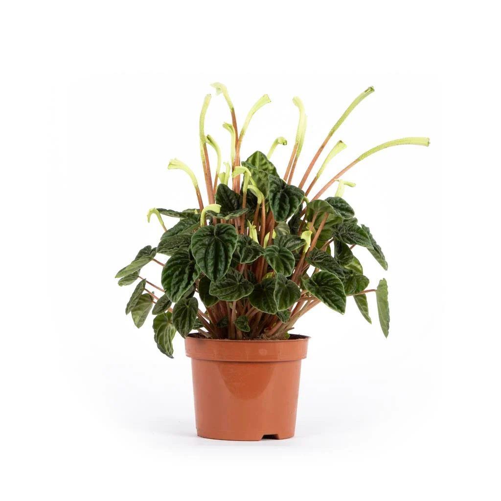 Peperomia (Zümrüt Dalgası) 10-20 Cm