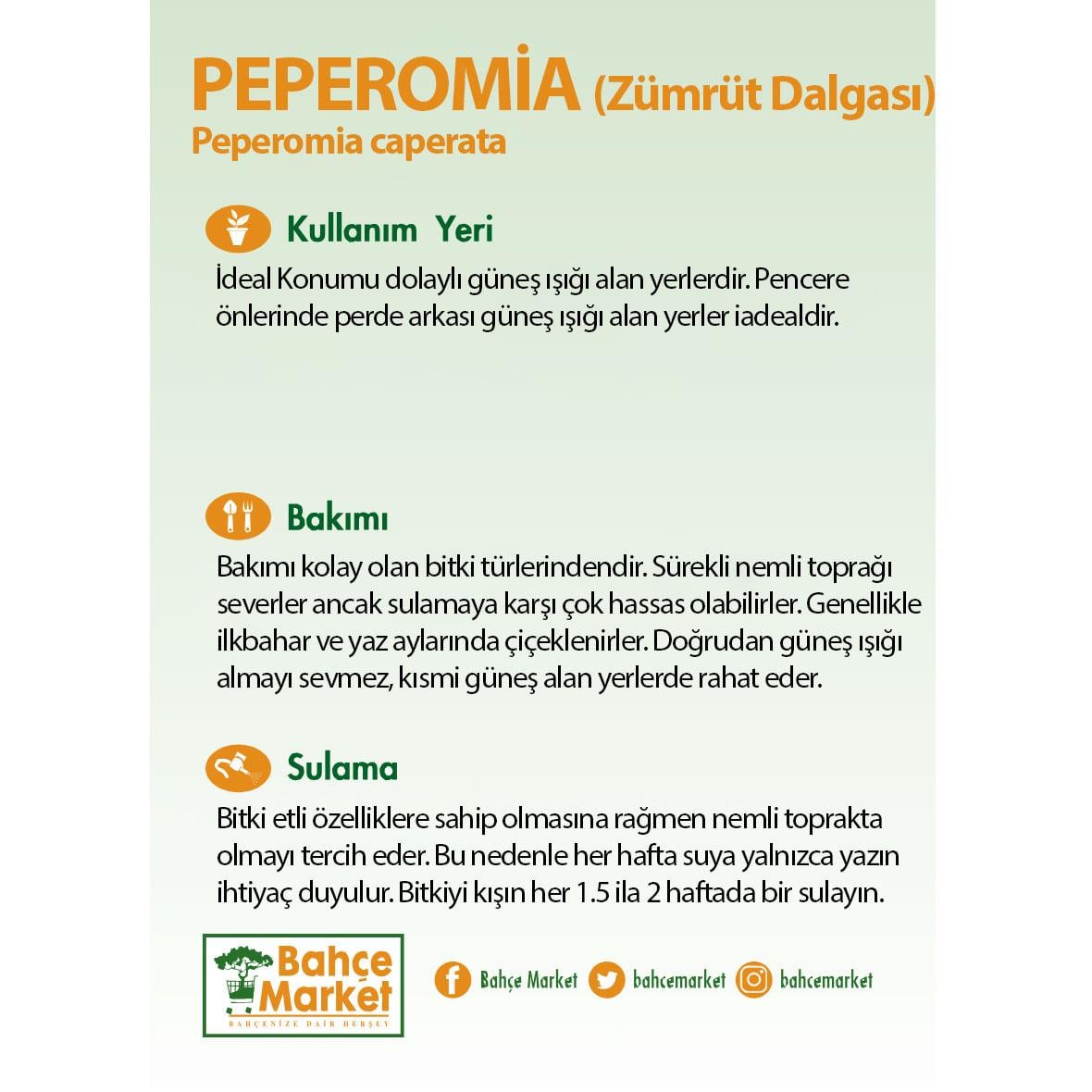 Peperomia - Zümrüt Dalgası 20 - 30 Cm 17 Çap
