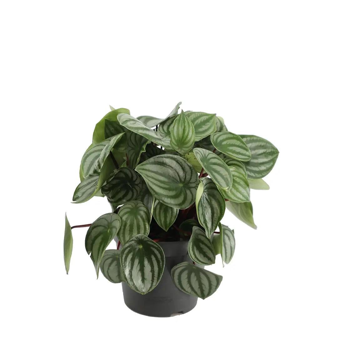 Peperomia - Zümrüt Dalgası 20 - 30 Cm 17 Çap