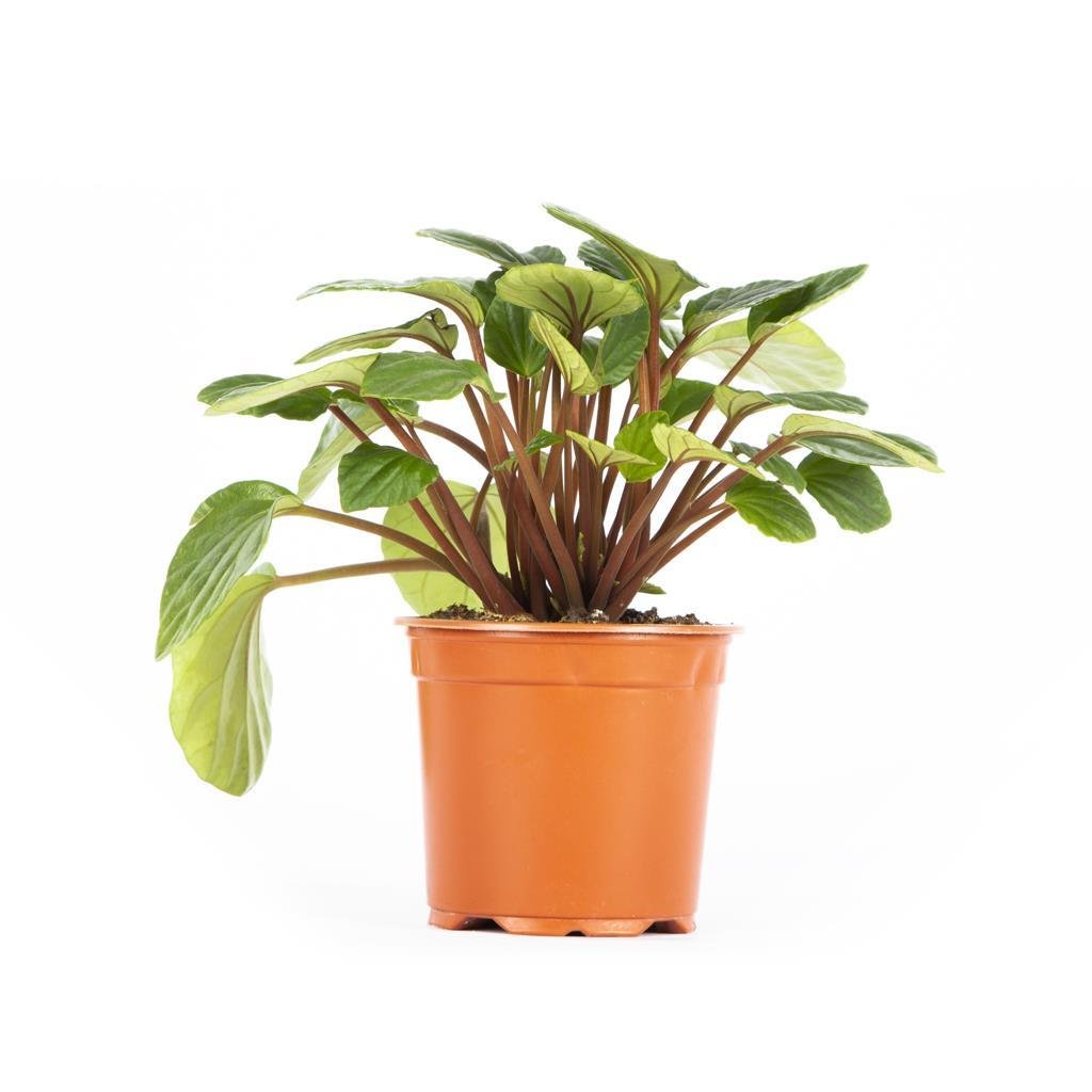 peperomia-zumrut-dalgasi-2609a-.jpg